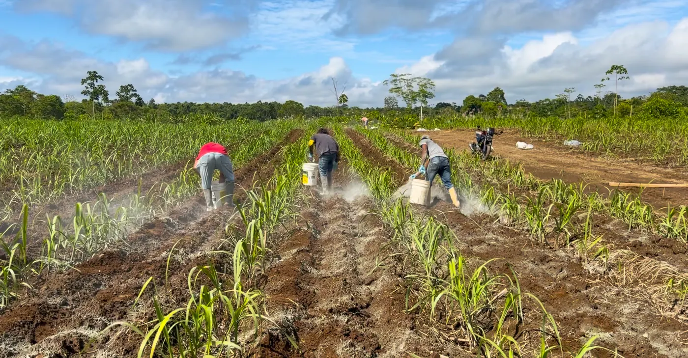 Trabajo en el cañaveral